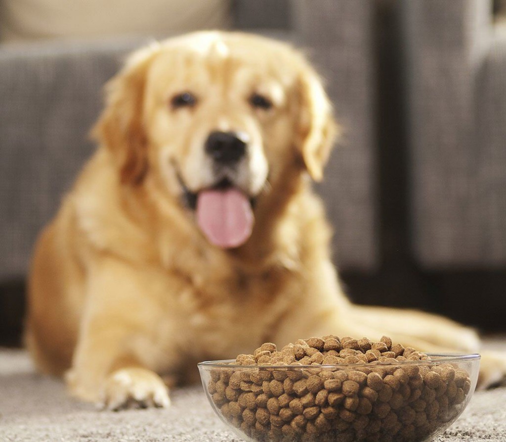 Dog On A Diet: How To Deal With Your Canine’s Seasonal Weight Gain