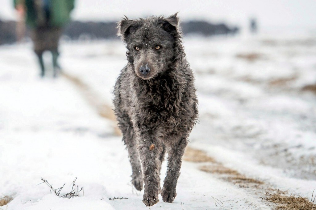 American Kennel Club Adds 2 Dog Breeds — The Mudi And Russian Toy
