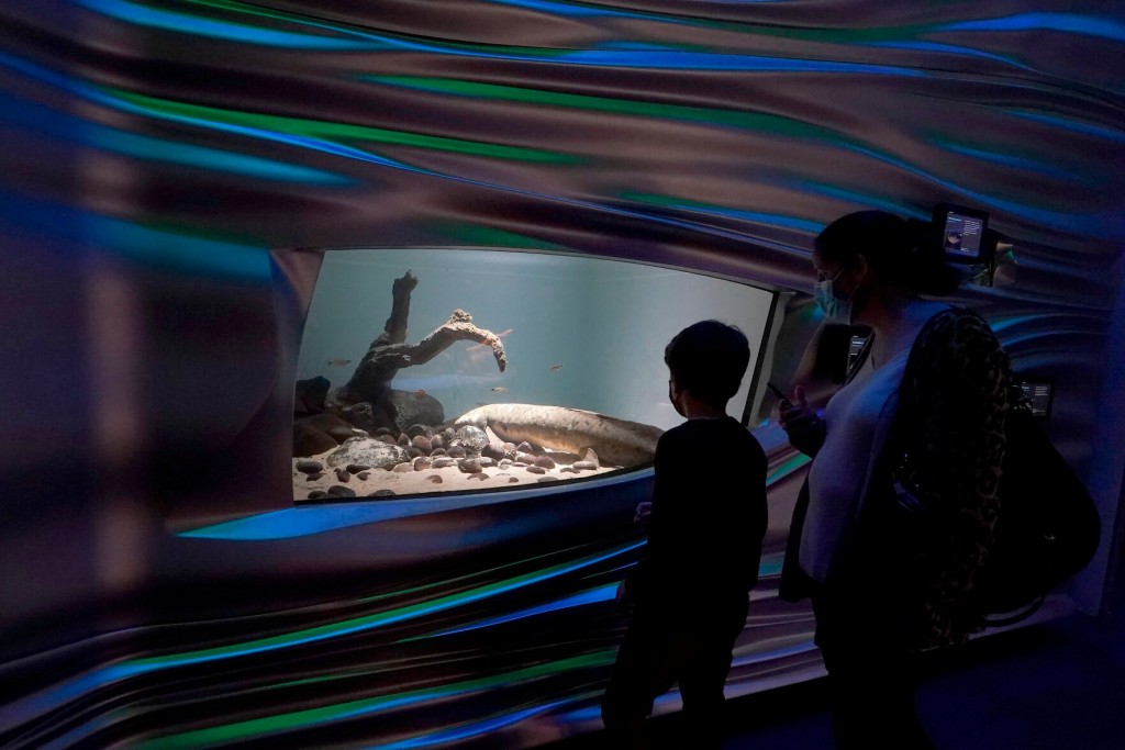 Meet Methuselah, The Oldest Living Aquarium Fish