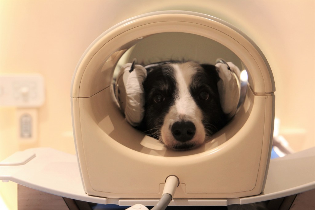 Dogs Can Recognize Different Languages And Nonsense Words, Study Says