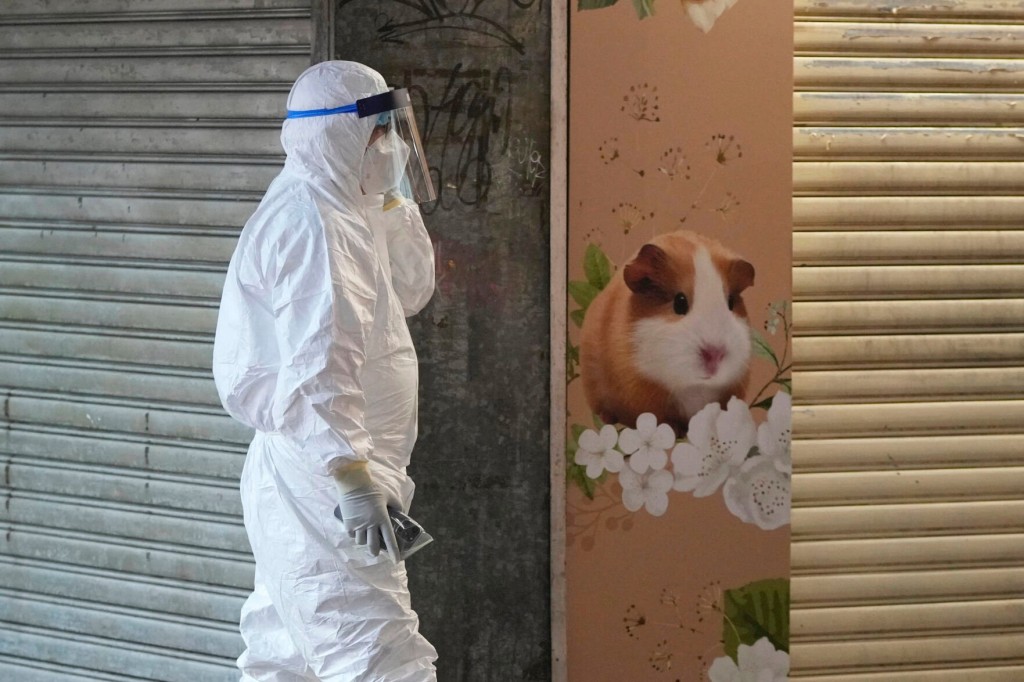 Hong Kong To Kill 2,000 Animals After Hamsters Get Covid 19