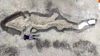 Watch Now: Giant ‘sea Dragon’ Fossil Discovered In Britain