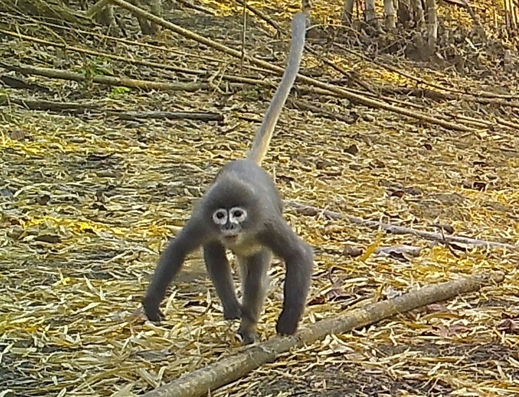 Ghostly Monkey Among 224 New Species In Asia’s Mekong Region