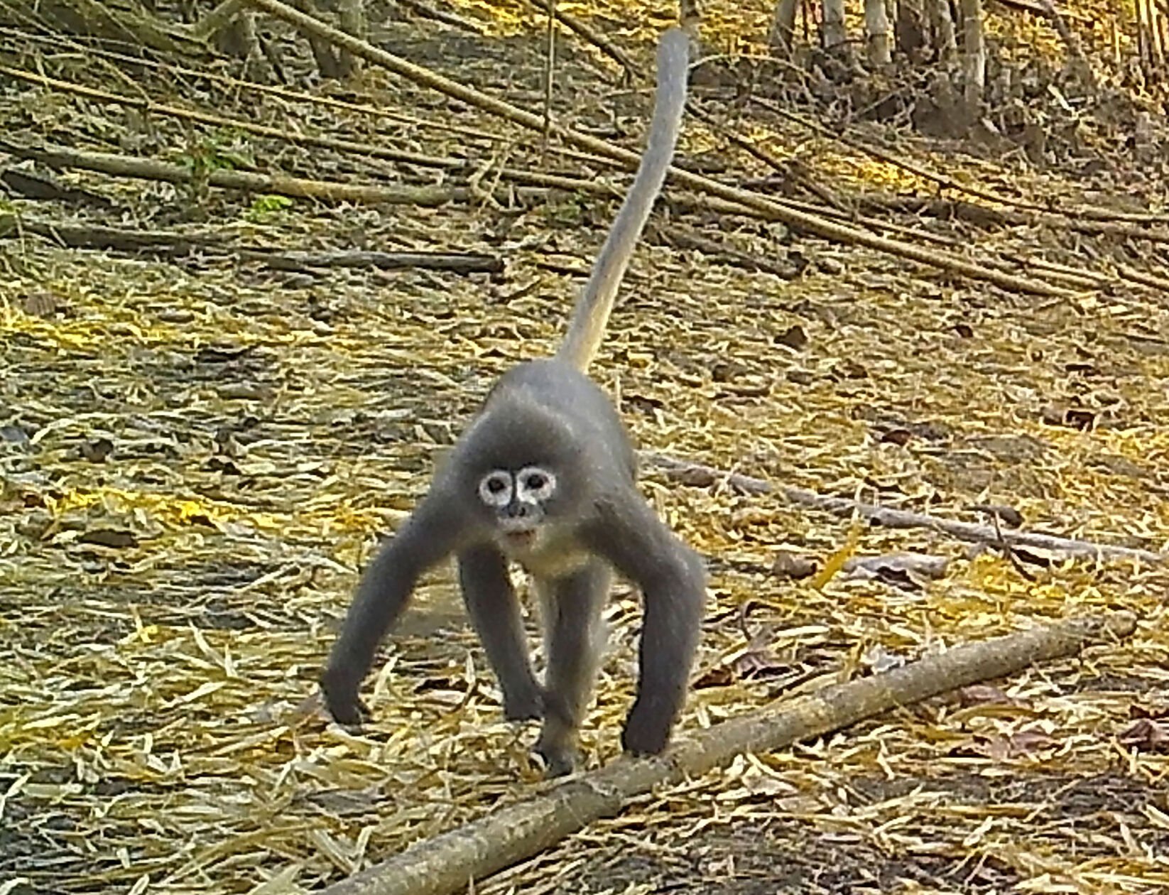 <p>A Popa langur moves along a forest floor in this undated photo. The monkey with ghostly white circles around its eyes is among 224 new species listed in the World Wildlife Fund's latest update on the Mekong region.</p>