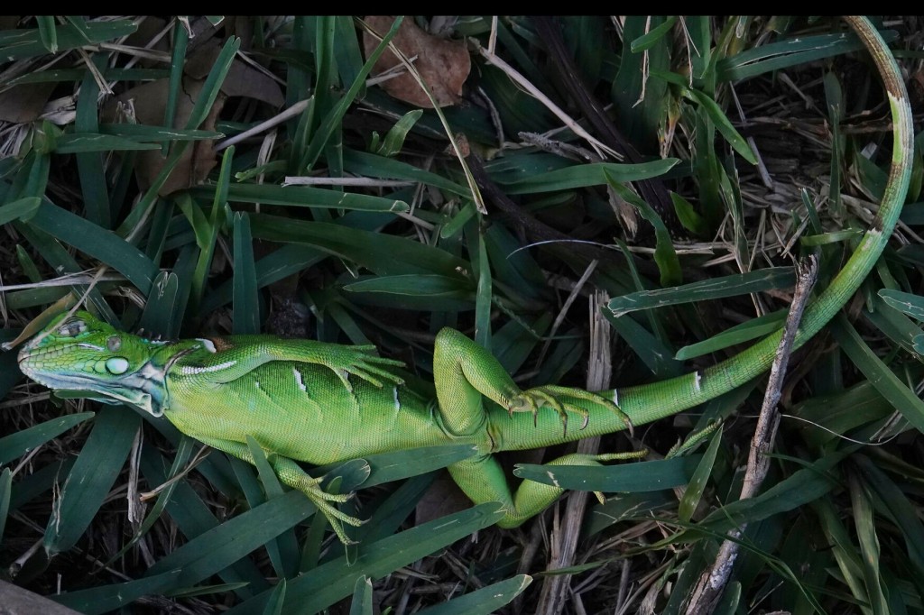 Watch Now: It Got So Cold In Florida, Iguanas Fell From Trees