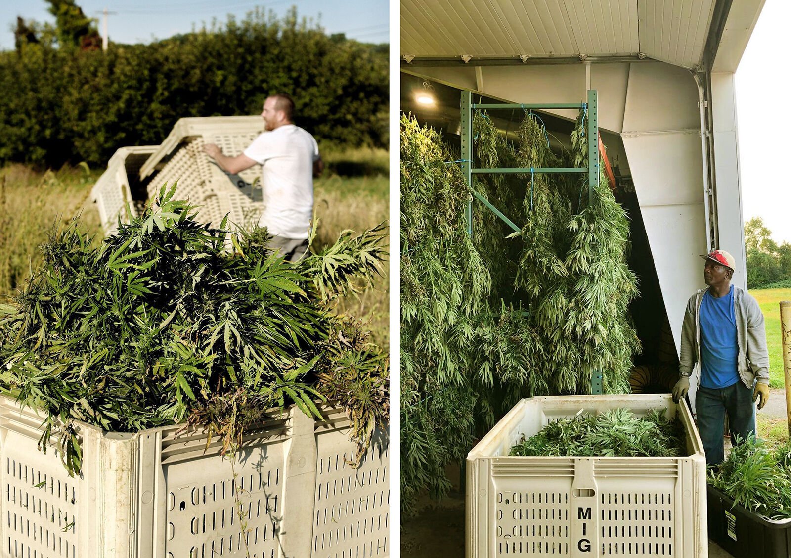 <p><span>The hemp harvesting process. Photos courtesy of Hudson Hemp.</span></p>