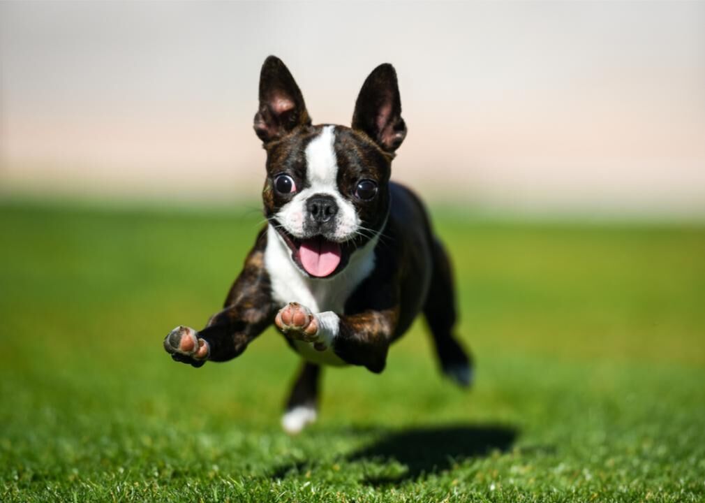 Stranded Dog Lured To Safety By Sausage Dangling From A Drone