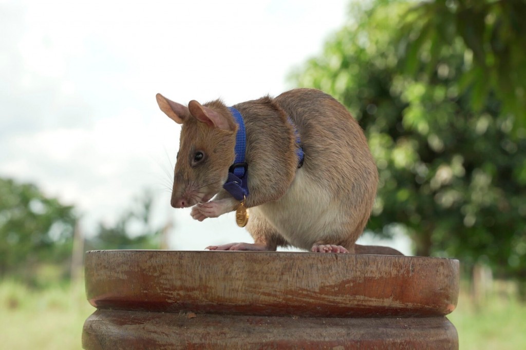 Award Winning Rat Who Detected Land Mines In Cambodia Dies In Retirement