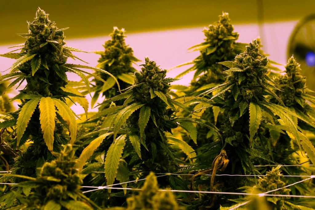 Cannabis Compounds May Stop Covid 19 Infection, Study Suggests