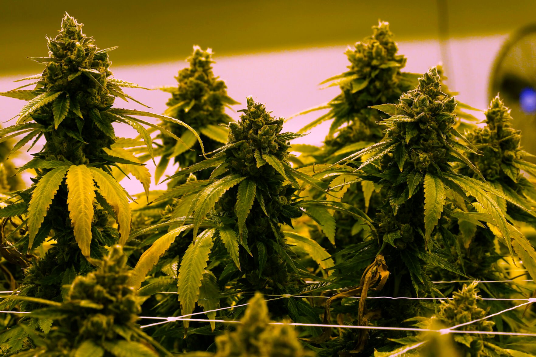 <p>FILE- A cannibis plant that is close to harvest grows in a grow room at the Greenleaf Medical Cannabis facility in Richmond, Va., Thursday, June 17, 2021. </p>