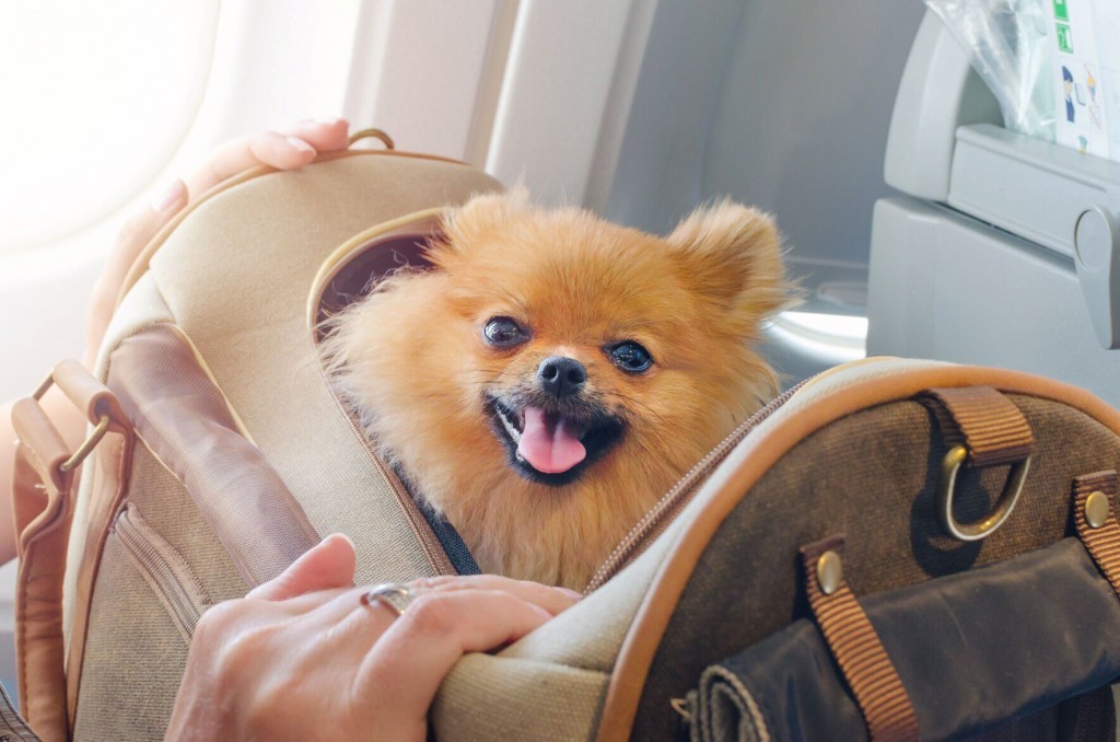 When Fur Flies! Top Tips For Stress Free Flying With Your Pet
