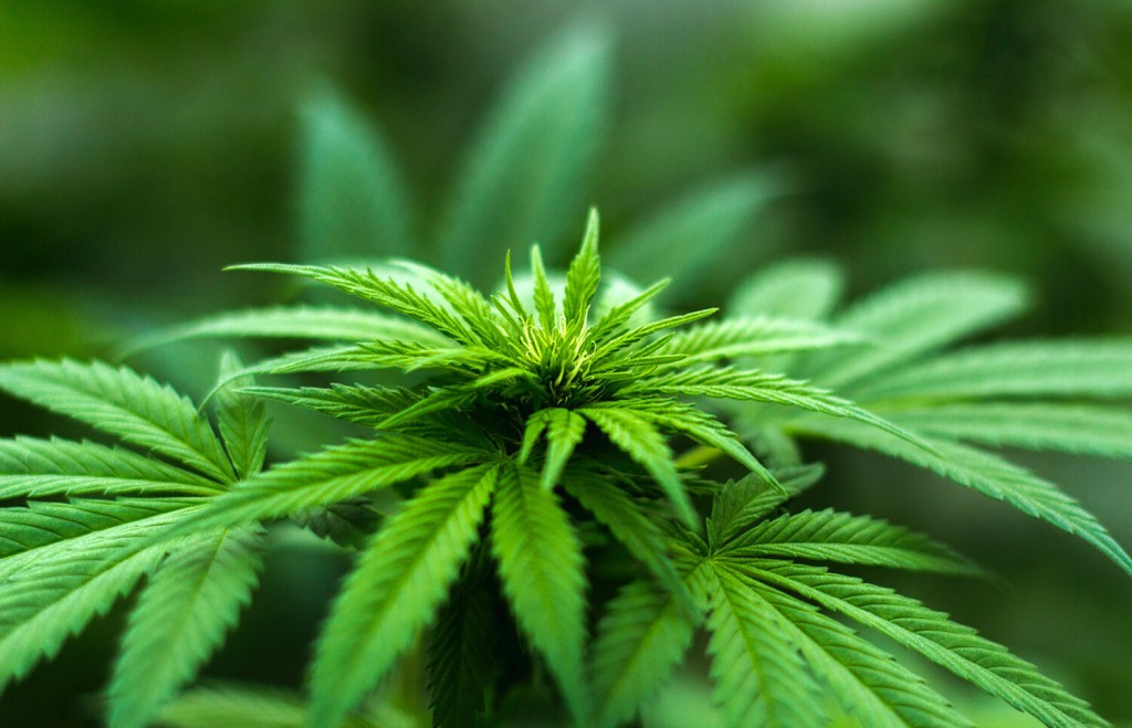 The Complete Abcs Of Hemp, Cbd And Thc