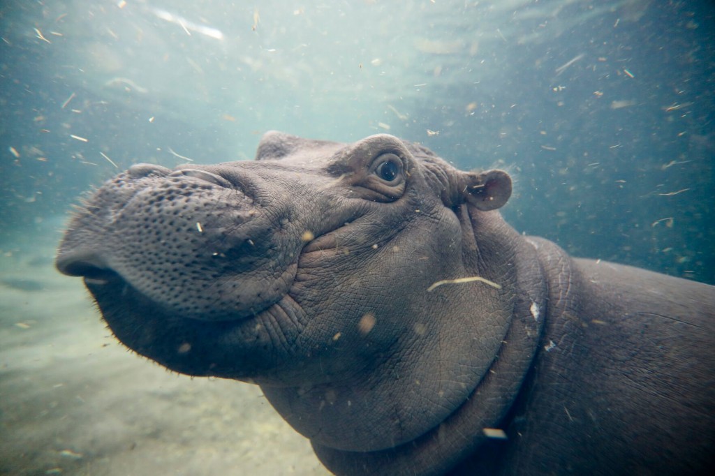 Cincinnati Zoo’s Beloved Hippo Fiona Turns 5: See Photos Of Her Over The Years
