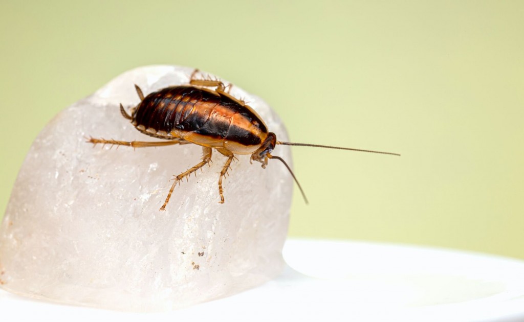 ‘a Cockroach Moving In My Head’: Insect Removed From Man’s Ear After 3 Days