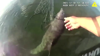Watch Now: Miami Police Officer Rescues Dolphin Tangled In Fishing Net