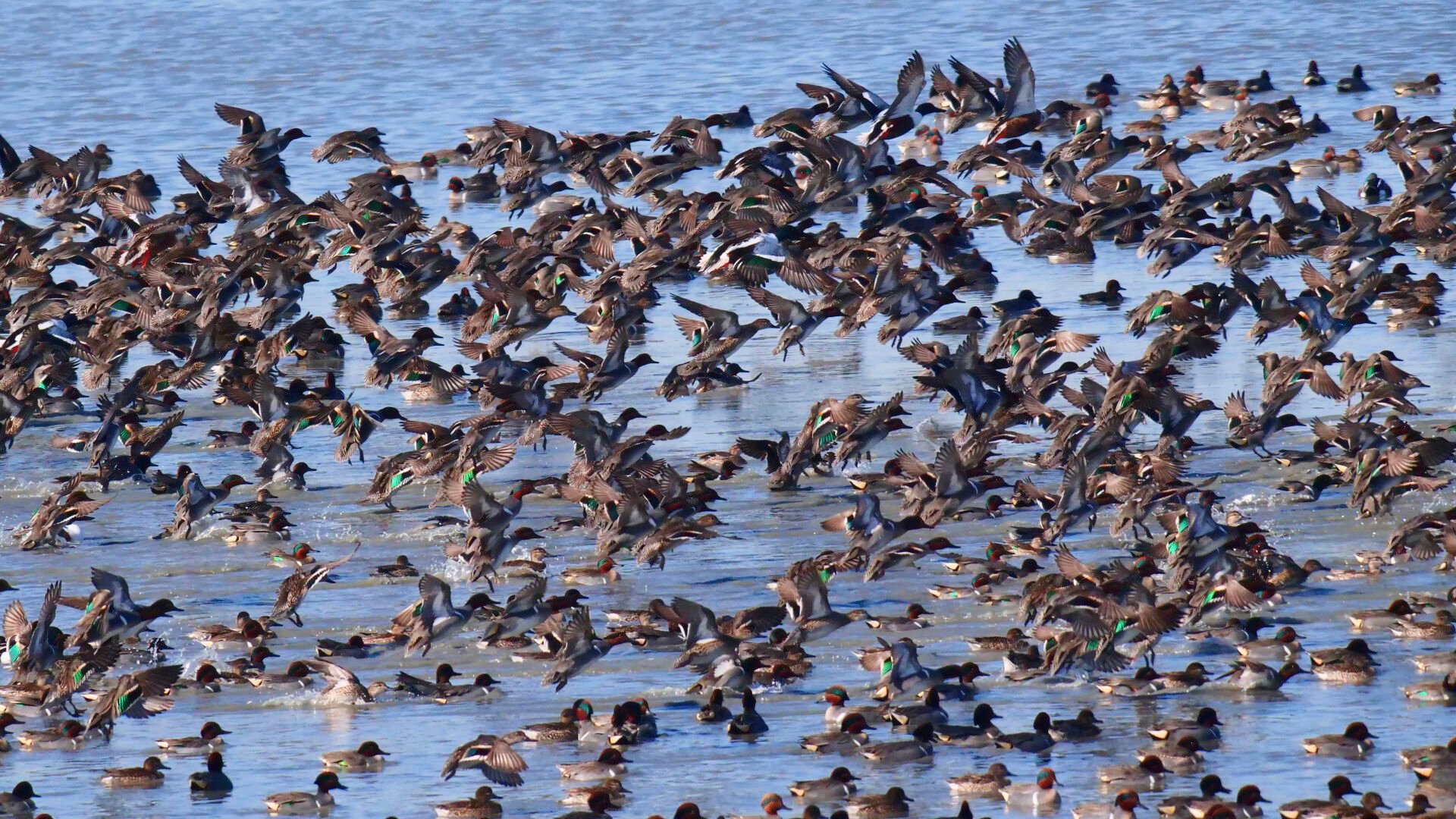 <p>Migrating birds are shown at the Great Salt Lake Saturday, Jan. 29, 2022, in Antelope Island, Utah. </p>