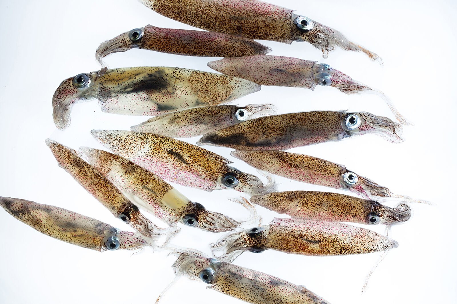 <p>These California market squid were found in large numbers during a 2018 research cruise along the West Coast. A marine heat wave helped these squid expand their range north, where they have multiplied, even creating a new fishery in Oregon.</p>