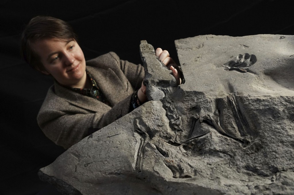 ‘superbly Preserved’ Pterosaur Fossil Found In Scotland