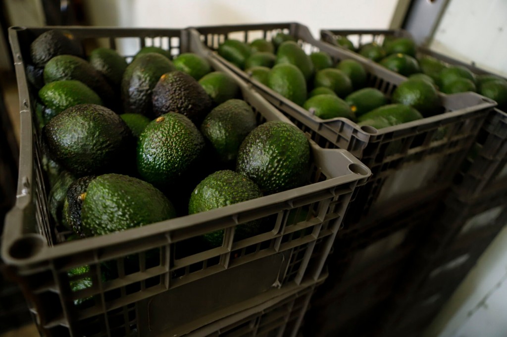 Us Ban On Mexican Avocados Leads To Them ‘being Sold Like Gold’