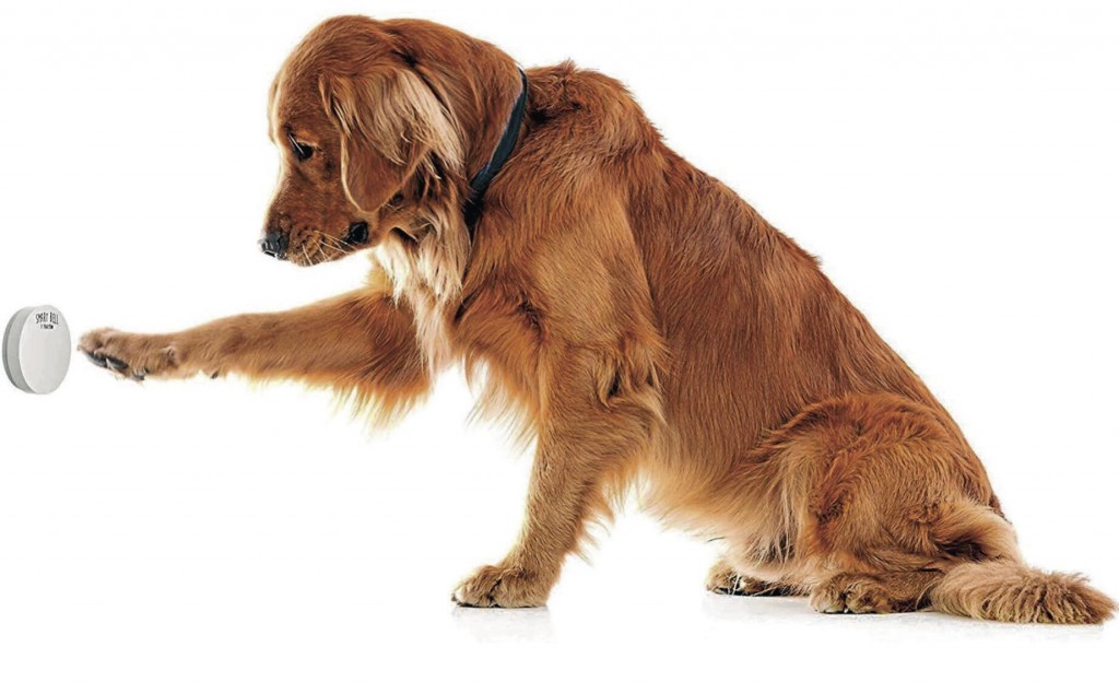 A Sweater For Your Dog? Here Are Cozy Clothing Tips For Your Pup