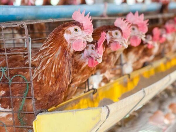 Bird Flu Sweeps Through Poultry In Eastern Us