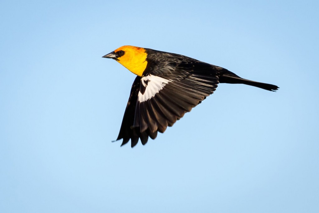 A Predator Could Have Sent Hundreds Of Blackbirds Crashing Suddenly To Their Death