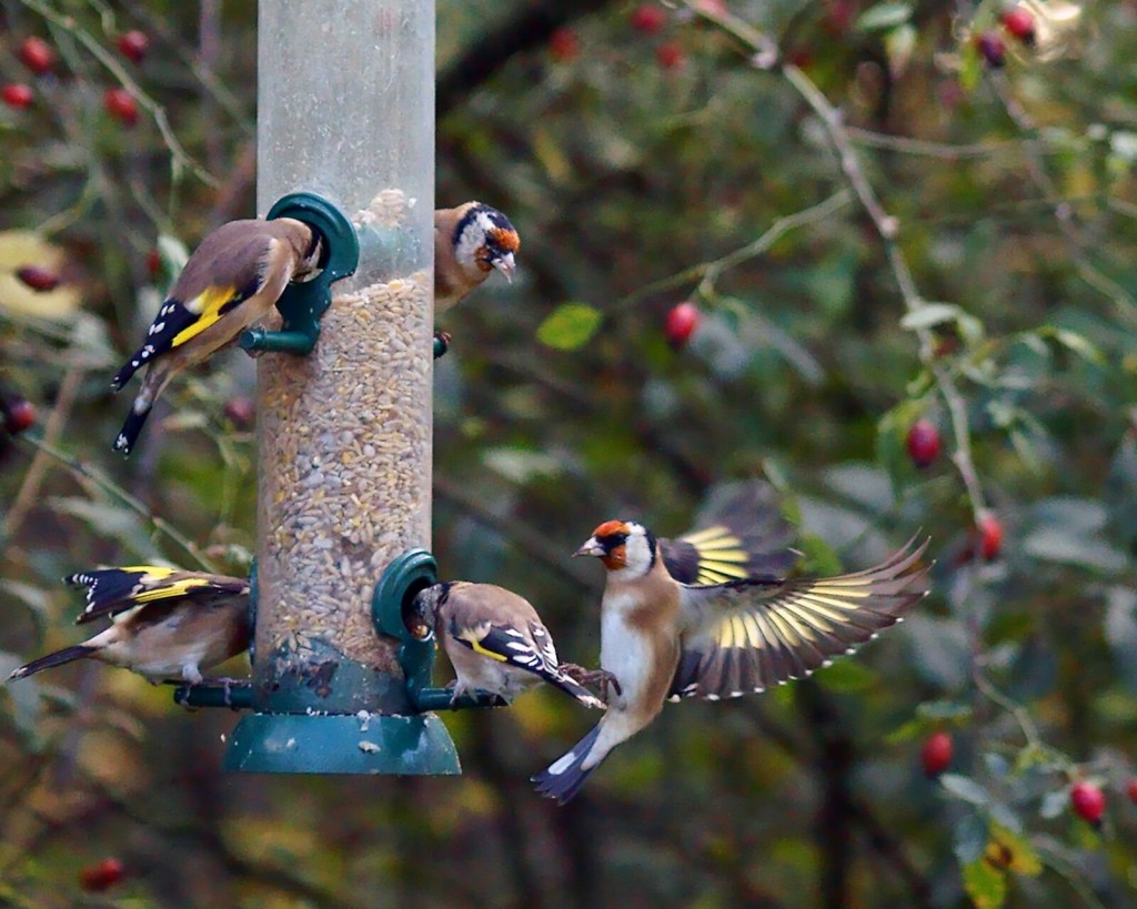 How To Get Those Bully Birds To Behave Themselves At Feeders