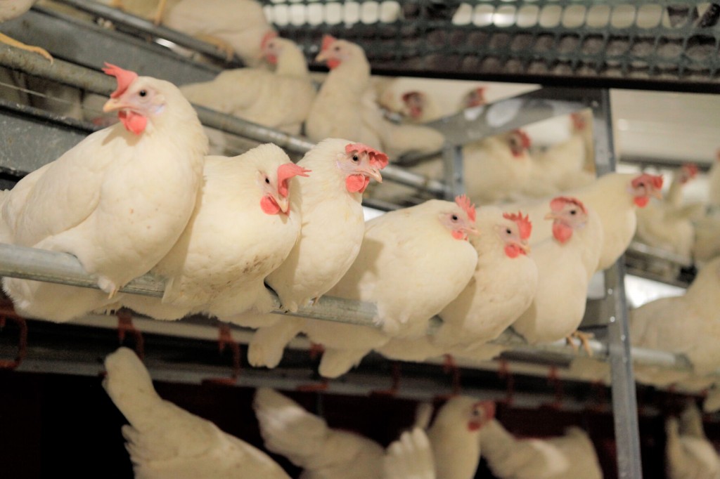 Why Cage Free Eggs Are Becoming Norm: It’s What People Want