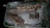 Watch Now: Woolly Mammoth And Rhino Amongst Ice Age Remains Found In Uk Cave