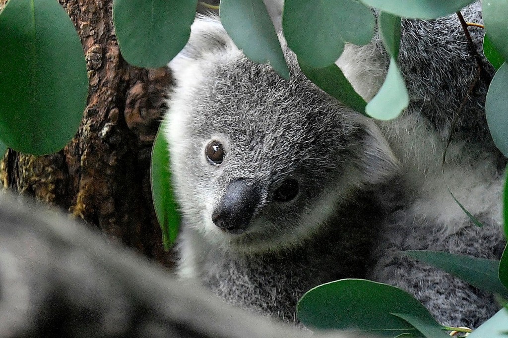Koalas Declared Endangered As Disease, Lost Habitat Take Toll