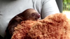 Watch Now: Colombian Authorities Nurture Orphan Baby Sloth After Rescue