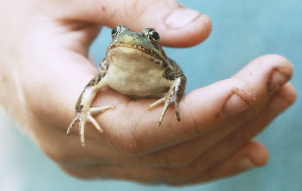 Here’s What To Feed Your Pet Turtle Or Frog