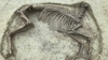 Watch Now: Bizarre Headless Horse Skeleton Found Buried In Medieval Graveyard