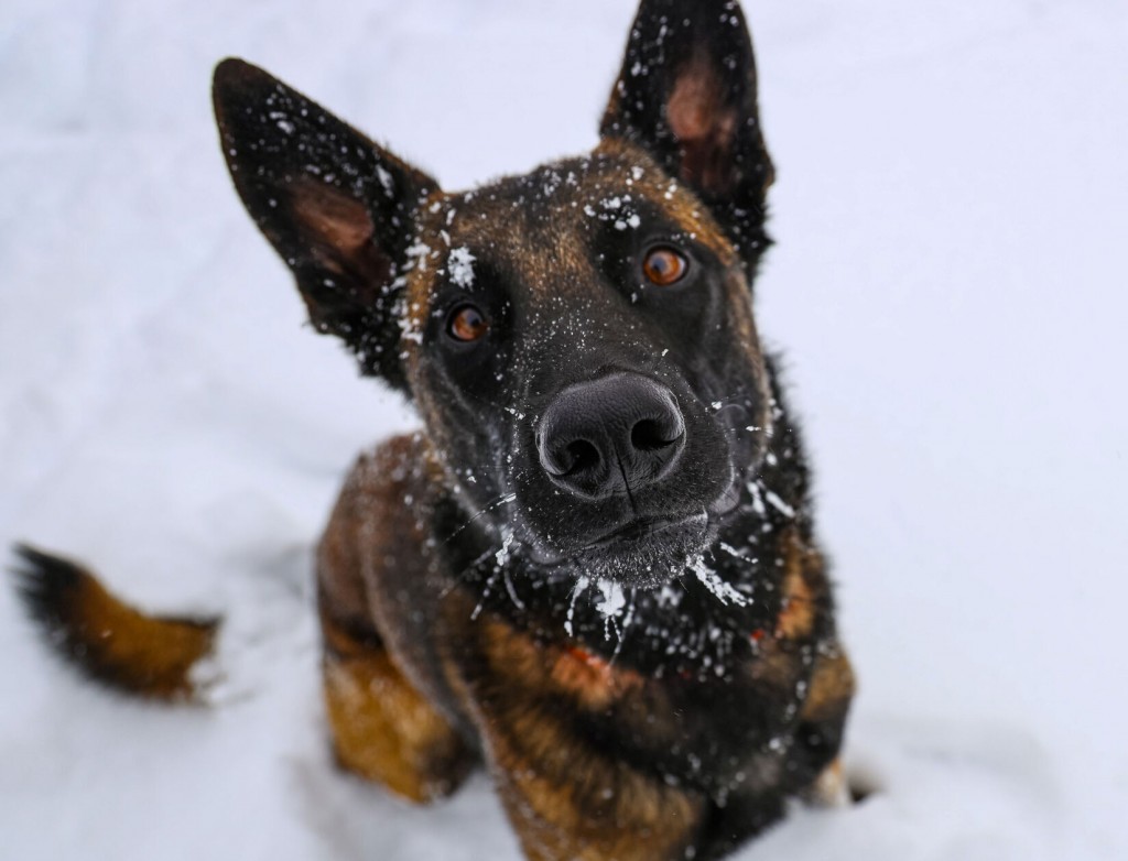 4 Tips For Protecting Your Pets In Winter