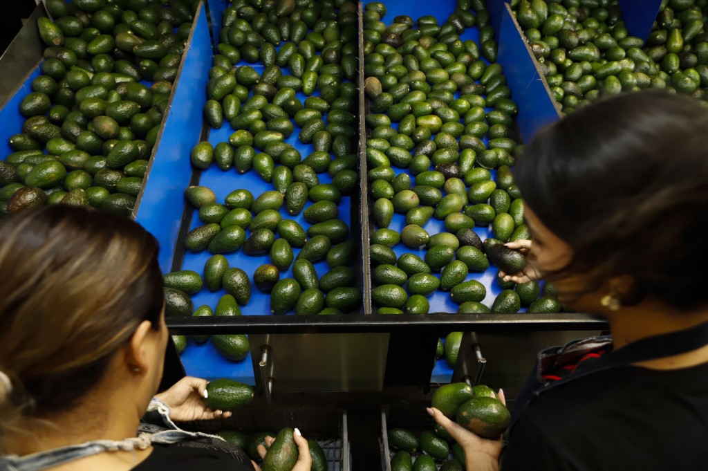 Us Paves Way For Mexico Avocado Exports To Resume