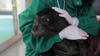 Watch Now: Endangered Seal Pup Released Back Into The Wild In Greece