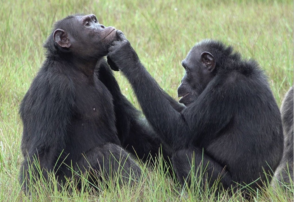 Chimpanzees Apply ‘medicine’ To Each Others’ Wounds In A Possible Show Of Empathy