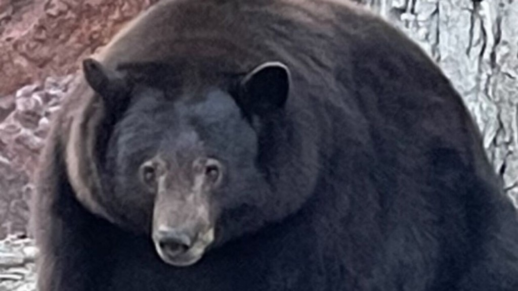 Hank The Tank Turns Out To Be 3 Bears Ransacking Lake Tahoe Homes
