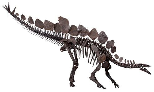 Did Male And Female Dinosaurs Differ? A New Statistical Technique Helps Answer The Question