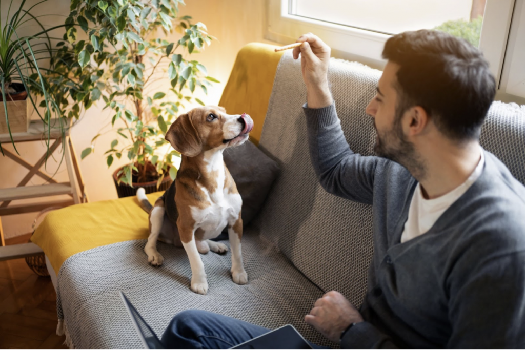 Top 10 Dog Treats For Your Canine Companion