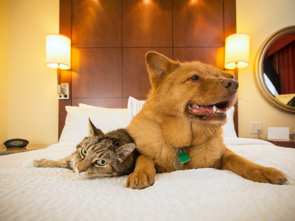 More “pets Allowed” In 2022: Increasing Number Of Hotels Welcome Pets Brand Wide