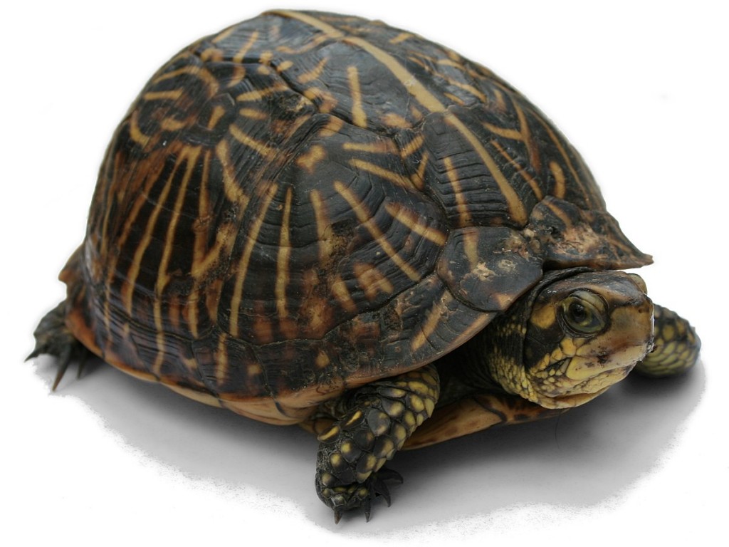 Turtle2