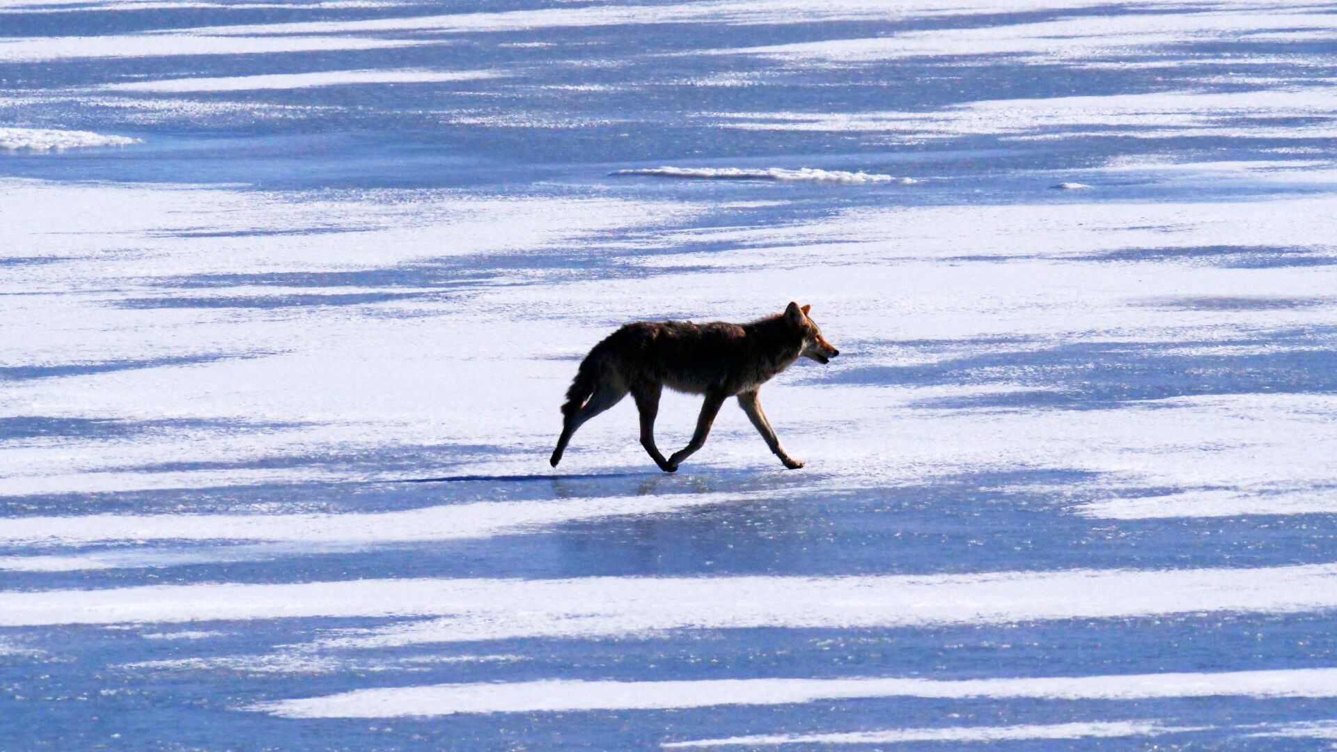 <p>A coyote travels across ice formed on the Great Salt Lake Monday, Jan. 31, 2022, on Antelope Island, Utah. Millions of migrating birds stop at the Great Salt Lake, and American white pelicans nest there on what had long been a remote island. But now they are facing new challenges, including declining lake levels that have exposed a land bridge to the island, allowing coyotes and foxes to cross. </p>