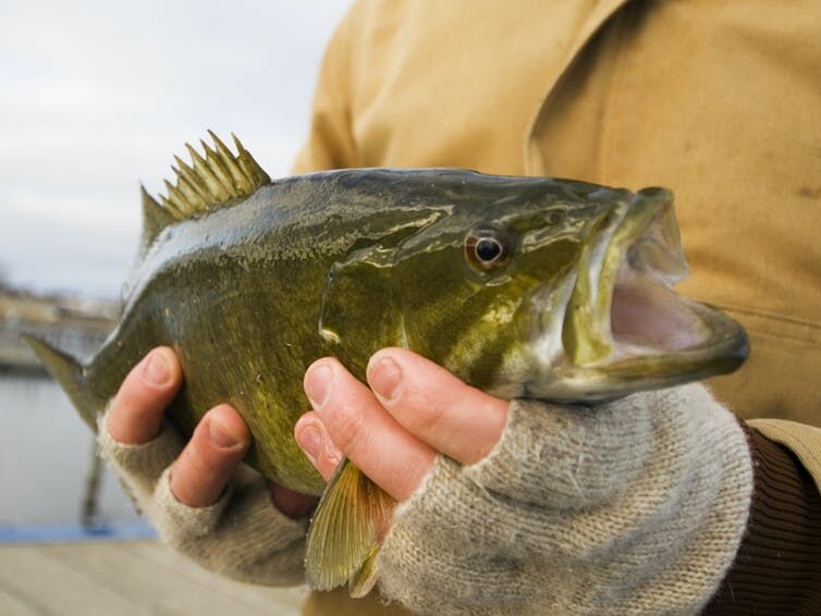 <p>Mercury accumulates as it moves up the food chain. <a class="source" href="https://www.gettyimages.com/detail/photo/holding-a-smallmouth-bass-royalty-free-image/123084571">doug4537 via Getty Images</a></p>