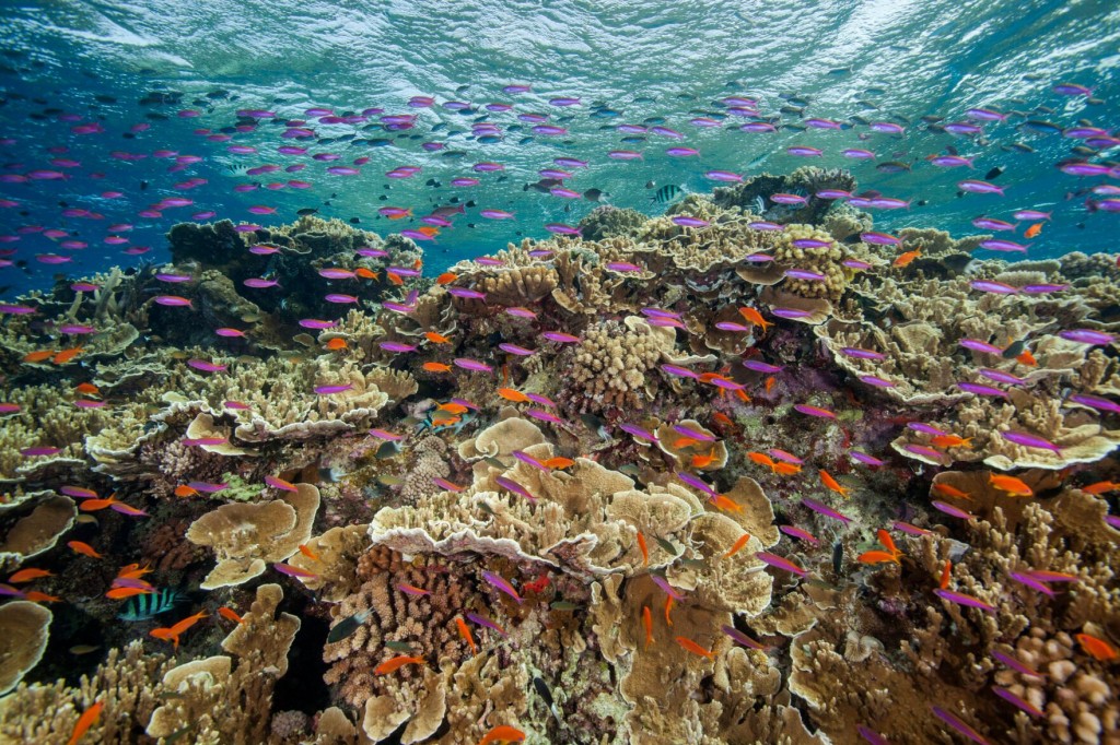 Australia’s Great Barrier Reef Suffers Widespread Coral Bleaching