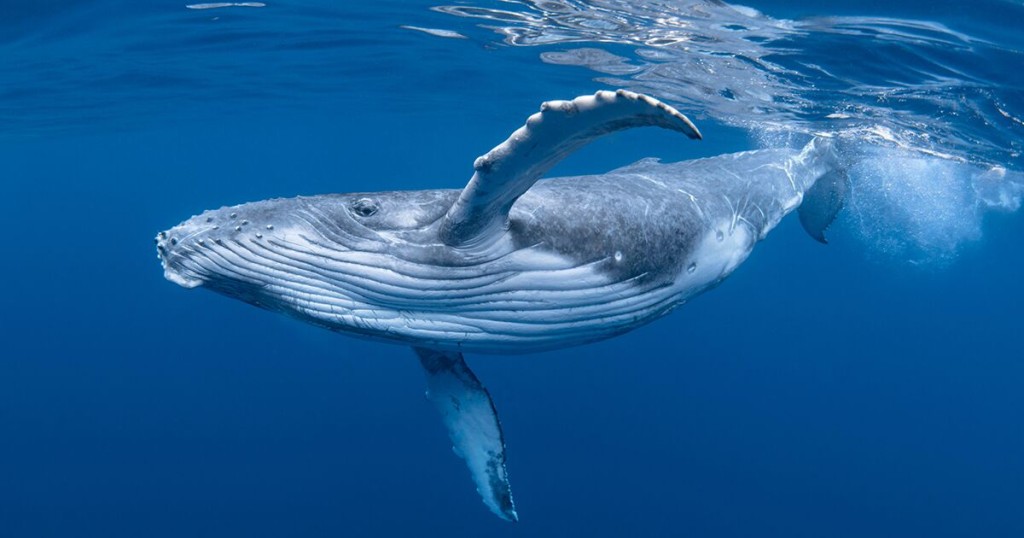 Whale2