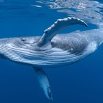 Whale2