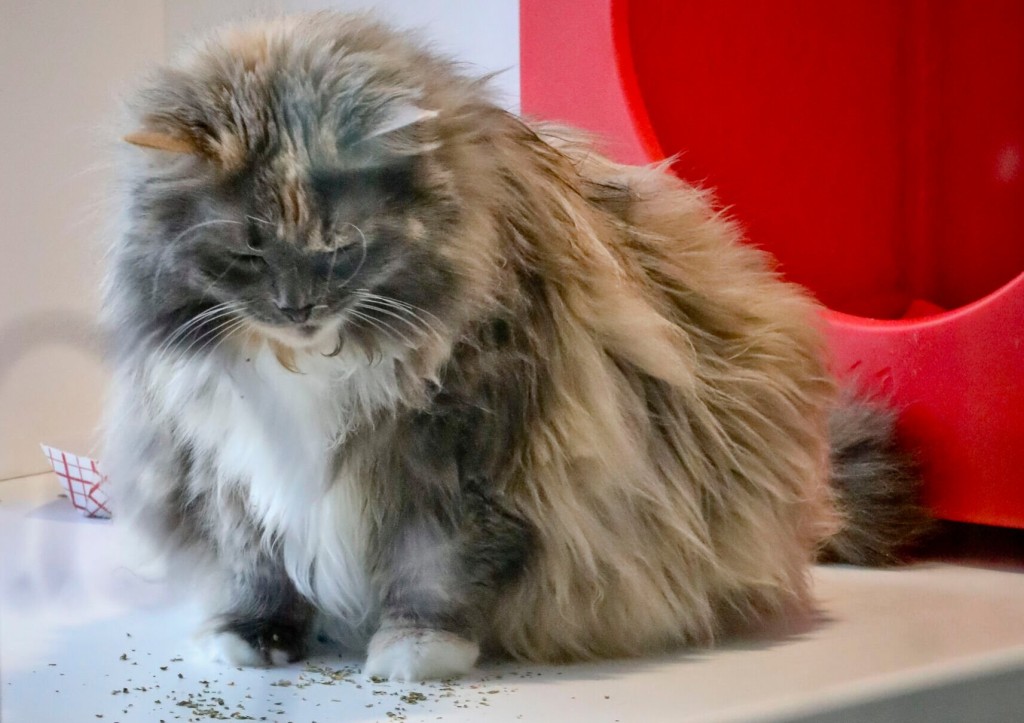 Maryland Closer To Being 2nd State To Ban Cat Declawing