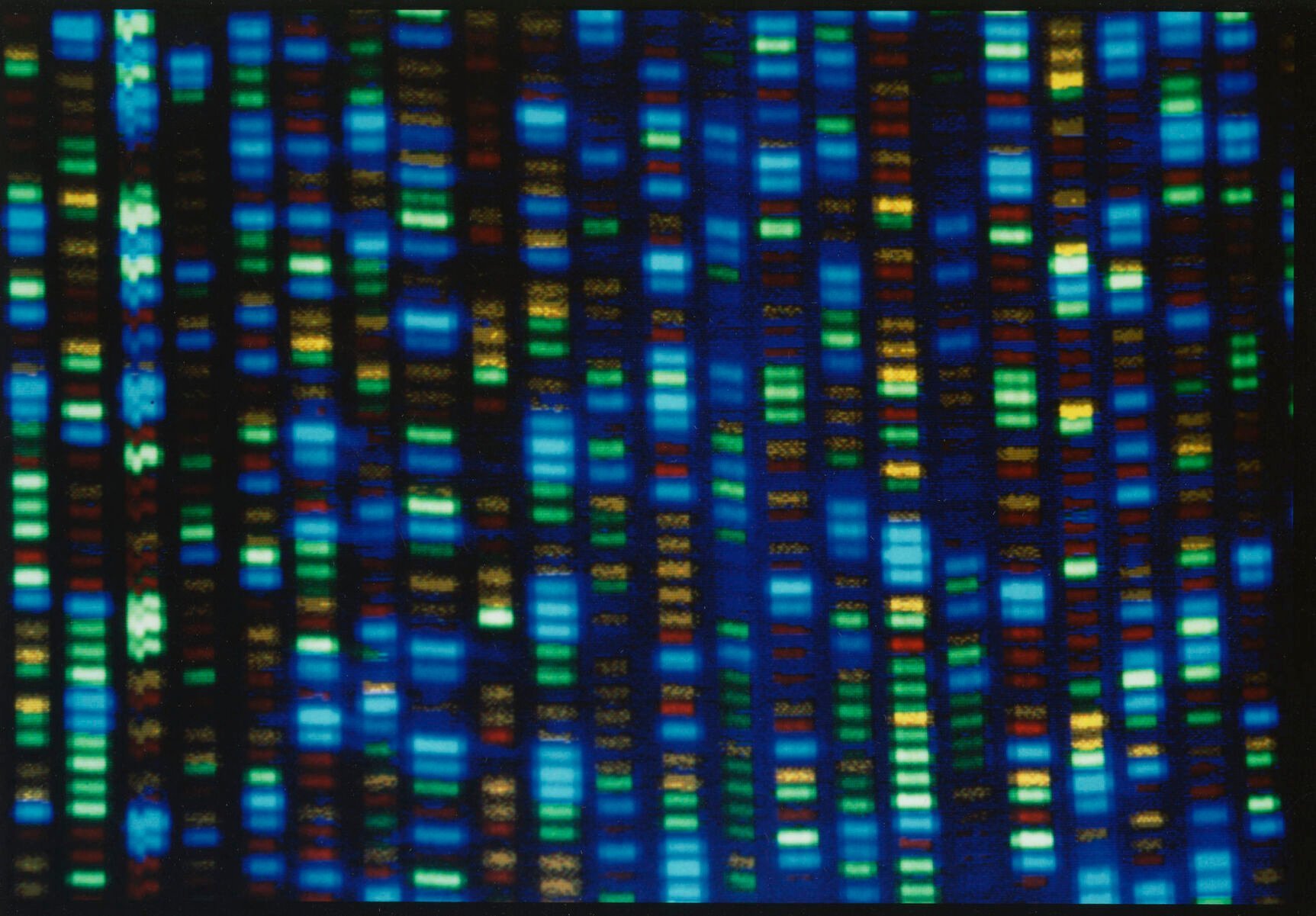 <p>This undated image made available by the National Human Genome Research Institute shows the output from a DNA sequencer. In research published in the journal Science on Thursday, March 31, 2022, scientists announced they have finally assembled the full genetic blueprint for human life, adding the missing pieces to a puzzle nearly completed two decades ago. An international team described the sequencing of a complete human genome, the set of instructions to build a human being. (NHGRI via AP)</p>