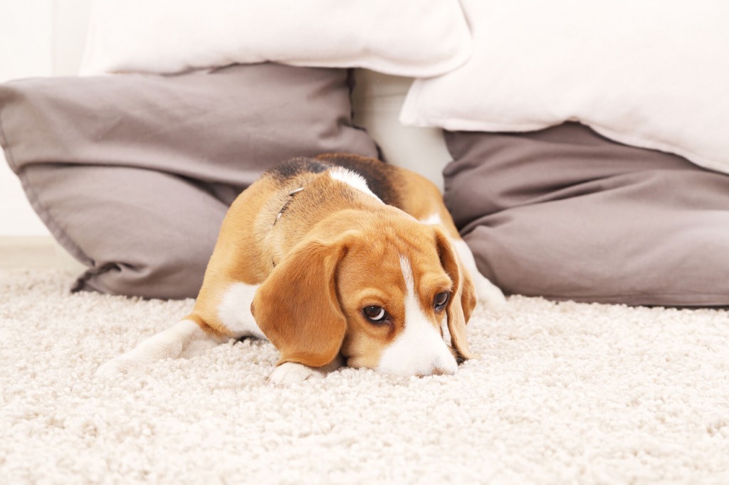 Wish Your Dog Could Live Longer? Researchers Found A Drug That Might Help, Study Says